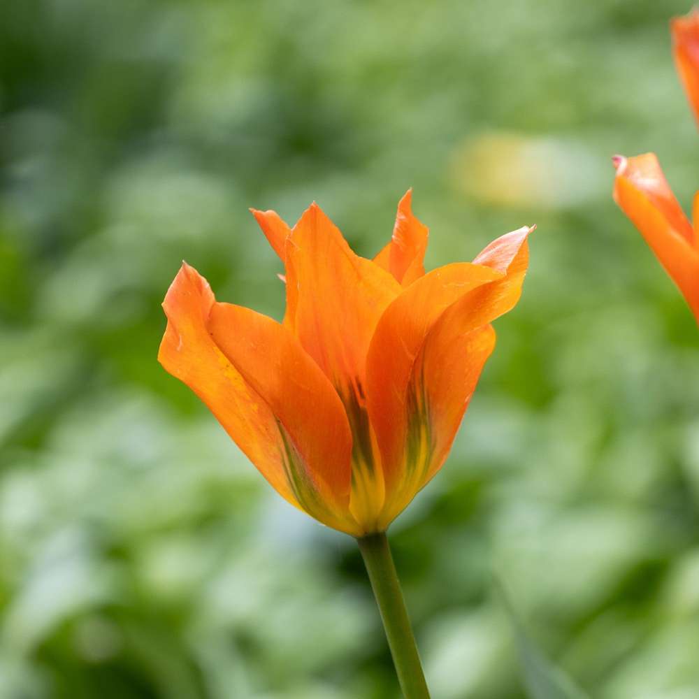 Tulpan 'Orange Emperor'